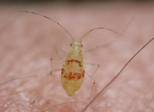 Calaphis flava